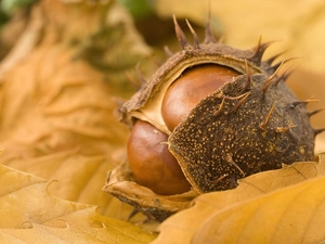 chestnut, skin