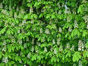 trees, Florescence, Flowers, chestnut