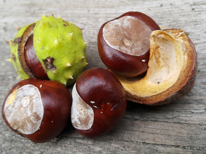 chestnuts, shell