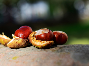 Three, cracked, skin, chestnuts