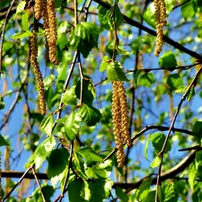 Blossoming, Spring, Close, birch-tree