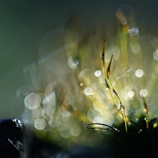 Close, Bokeh, lichens, blades, mosses