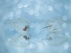 Close, Tomatillo, Bokeh