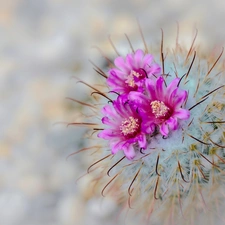 Close, flower, Cactus