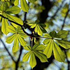 Close, Leaf, chestnut