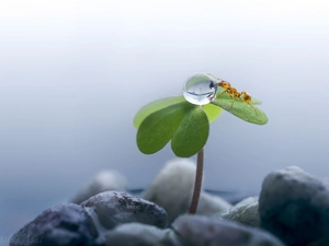 Pebble, Close, drop, ant, clover