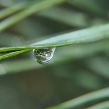 needles, Close, drops, conifer, Two