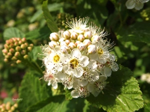 Flowers, Close, Japanese, White, Spiraea
