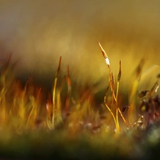 Close, mosses, lichens