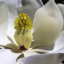 Magnolia, Colourfull Flowers, Close, White