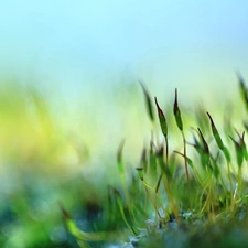 Moss, blades, Close, Plants