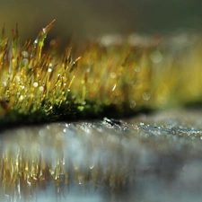 mosses, Bokeh, Close, blades