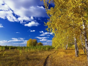 autumn, Path, clouds, birch