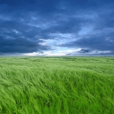 clouds, corn, Field