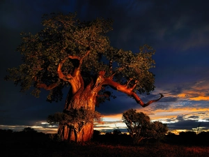 Great Sunsets, Baobab, clouds
