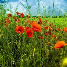 Meadow, grass, clouds, papavers