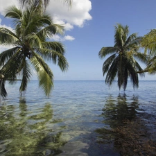 sea, White, clouds, Palms