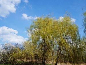 Sky, Spring, Willow, clouds