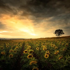 trees, Great Sunsets, Nice sunflowers, clouds, Field