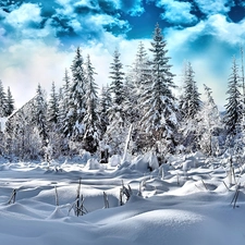 winter, Spruces, clouds, Snowy