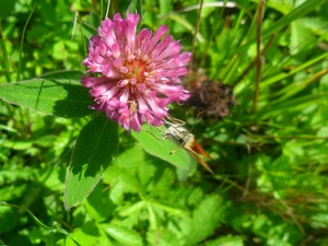 Meadow, clover, butterfly, Colourfull Flowers
