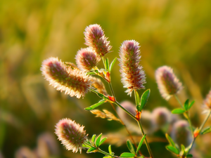 Rabbitfoot Clover, frayed, inflorescences, Longitudinal