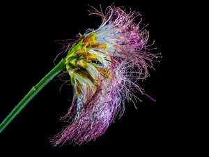 Albizia, Colourfull Flowers, color
