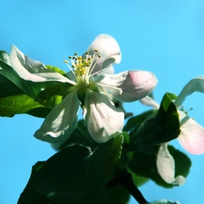 Colourfull Flowers, apple