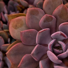 Colourfull Flowers, Cactus