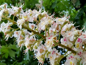 Colourfull Flowers, Chestnut