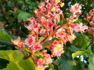 Colourfull Flowers, chestnut