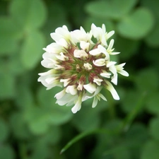 Colourfull Flowers, clover