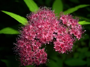 Spiraea, Colourfull Flowers, Pink, Blossoming