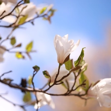 White, Colourfull Flowers, Bush, Magnolia