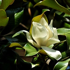 Leaf, Magnolia, Colourfull Flowers