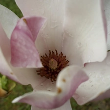 Colourfull Flowers, Magnolii