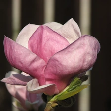 Colourfull Flowers, Magnolii