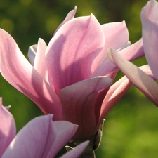 Colourfull Flowers, Magnolii