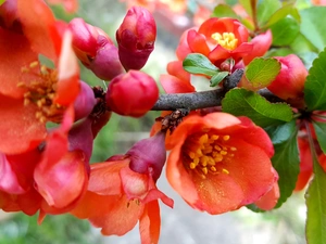 Colourfull Flowers, quinces