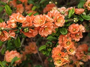 Colourfull Flowers, quinces