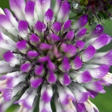 Colourfull Flowers, trefoil