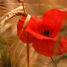 red weed, Red, Colourfull Flowers, corn