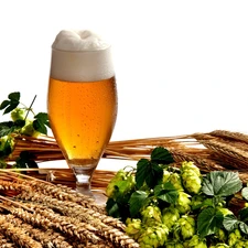 Beer, hop, composition, corn