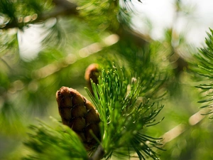 cone, Close, conifer