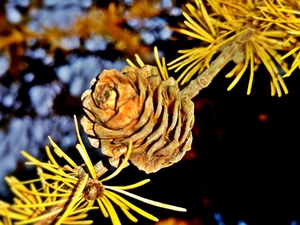 cone, twig, larch