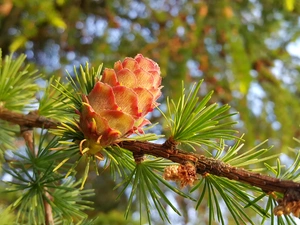 cone, larch, twig