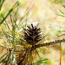 cone, pine, twig
