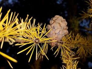 cone, larch, Twigs