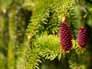 cones, conifer, claret