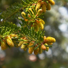 cones, twig, conifer